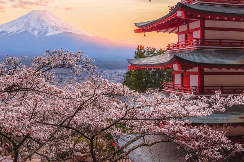 Cerejeiras e Alpes Japoneses